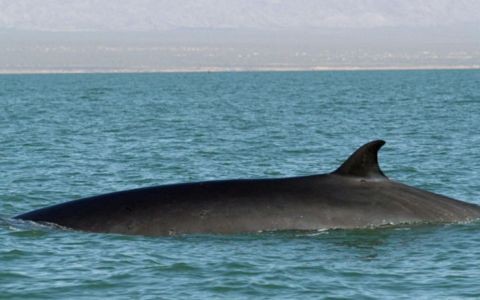 Vlogumentary Trailer