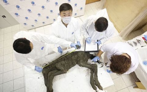 Vlogumentary Trailer