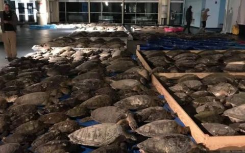 Teksas'ta donmak üzere olan 3 bin 500 deniz kaplumbağası kurtarıldı