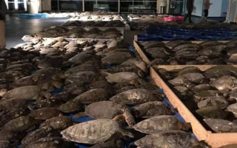 Teksas’ta donmak üzere olan 3 bin 500 deniz kaplumbağası kurtarıldı