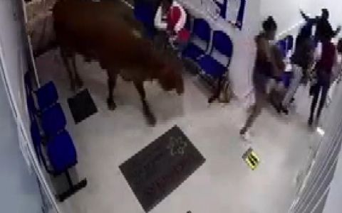 Kolombiya'da inek hastaneye daldı: 4 yaralı