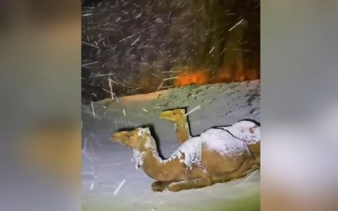 Suudi Arabistan'da karın üzerine çöken develer böyle görüntülendi